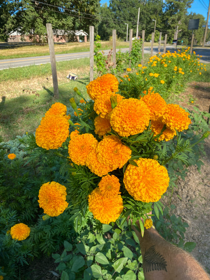 Marigold Dyed Shop Rag Bundle